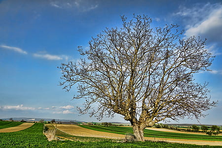 brown bare tree on green grass field thumbnail