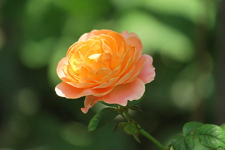 selective focus photography of pink rose in bloom thumbnail