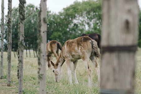 brown pony eating grass thumbnail