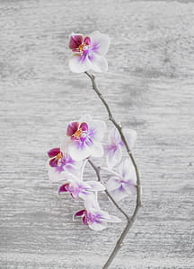 Close Up Photo of White and Pink Moth Orchid Flowers thumbnail