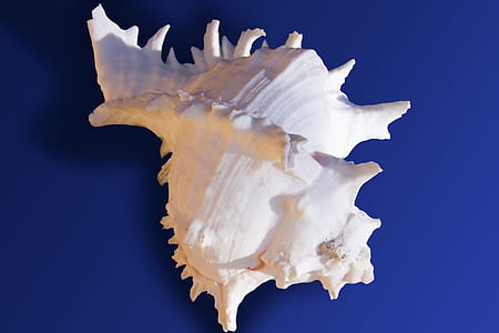 white conch thumbnail