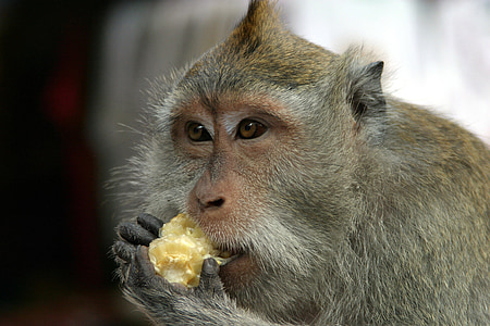 primate eating food thumbnail