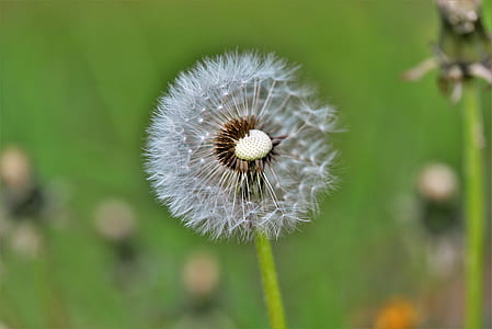 selective focus photography of white dandelion seed head thumbnail