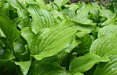 Rain-Wet Plantain Lily Leaves, Hosta thumbnail
