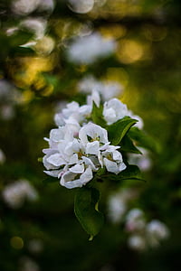 selective focus photography of white flower thumbnail