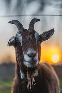 brown goat under sunset thumbnail
