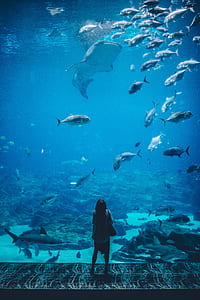 woman standing on underwater aquarium thumbnail