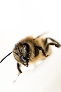 animal, eyes, blur, bee thumbnail