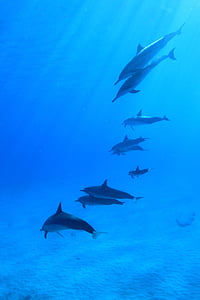 dolphins on body of water thumbnail