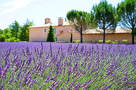 field of lavender flower at daytime thumbnail
