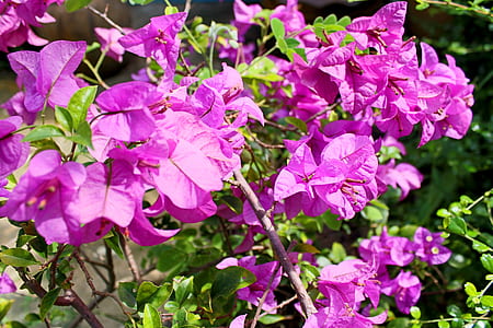nature, flowers, garden, branches thumbnail