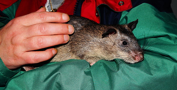 person holding black rat thumbnail