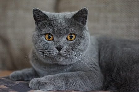 selective focus photo of Russian blues cat thumbnail