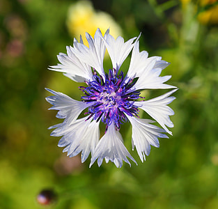 close up photo of white and blue petal flower thumbnail
