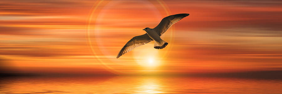 falcon on the sky painting thumbnail