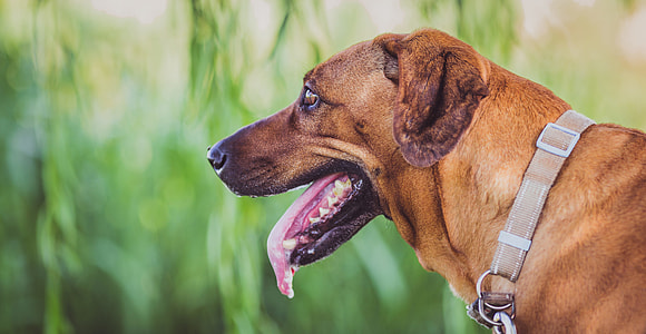closeup photo of brown dog thumbnail