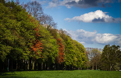 Green and Red Tress Under Blue Sky and White Clouds during Daytime thumbnail