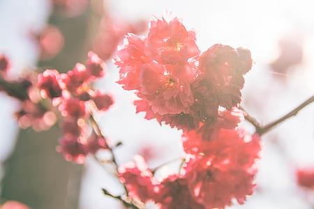 photo of red flowers thumbnail