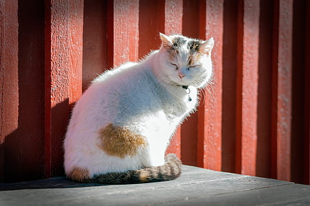 selective focus photography of white and orange tabby cat thumbnail