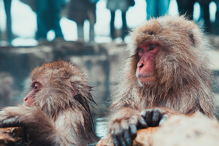 two brown baboons thumbnail