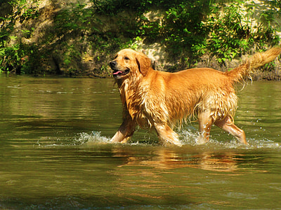 Golden Retriever dog walking on river near trees during day time thumbnail
