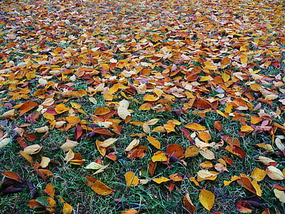 fallen dried leaves on grass field thumbnail