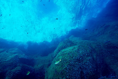 gray corals thumbnail