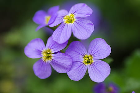 nature, flowers, purple, petals thumbnail