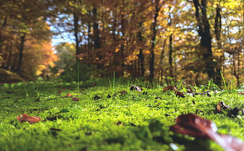 worm's eye view photography of green tall trees thumbnail