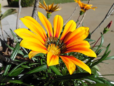 Shallow Focus Photography of Yellow Petal Flower thumbnail