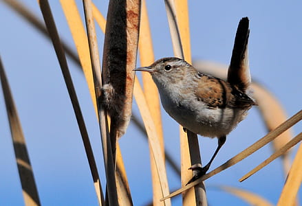 brown and gray bird perched in brown grass thumbnail