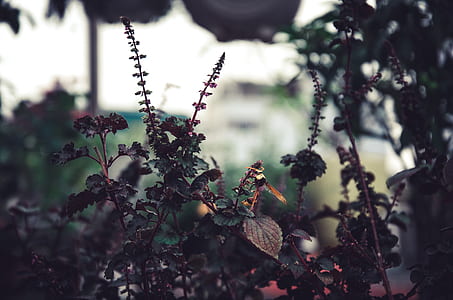 plants during daytime thumbnail