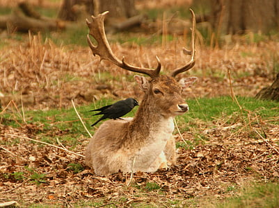 selective focus photography of crow perched on deer back thumbnail