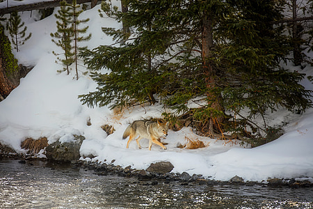 brown fox walking near pond thumbnail