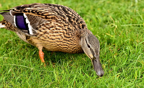brown and black duck on grass field during daytime thumbnail
