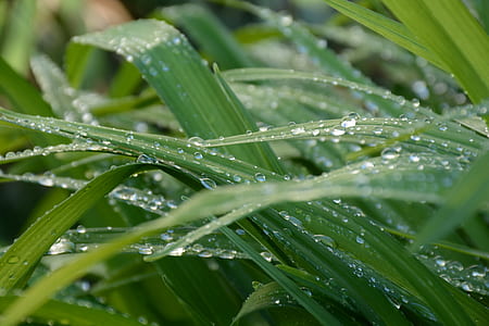 green grass with water drops thumbnail