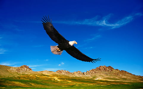 flying bald eagle during daytime thumbnail