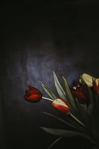 red petal flower thumbnail