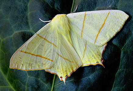 macro shot of yellow and orange moth thumbnail