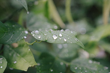 nature, water, summer, garden thumbnail