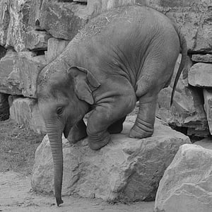 greyscale photography of baby elephant on rock thumbnail