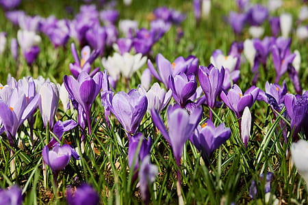 close-up photo of purple crocus flowers in bloom at daytime thumbnail