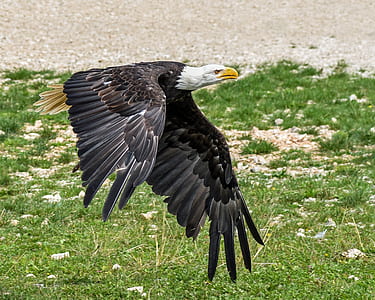 bald eagle flying over green grass during daytime thumbnail