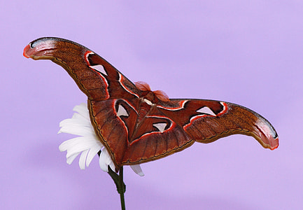 clsoe-up photography of cecropia moth on white petaled flower thumbnail