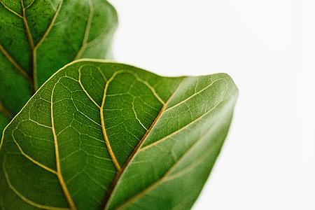 macro photography of leaf thumbnail