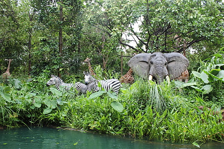 elephant and two zebras near body of water thumbnail