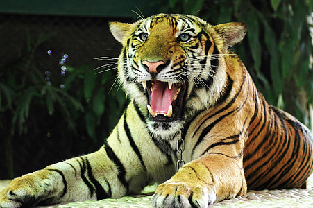 Bengal tiger thumbnail