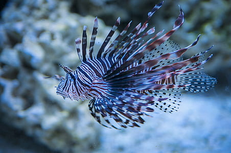 white and black fish thumbnail