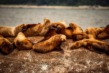 herd of sea lion near ocean thumbnail
