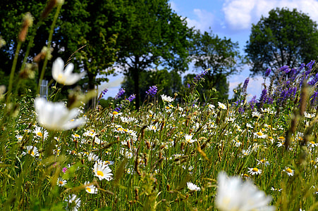 white daisy and purple lavender flower field thumbnail